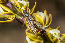 Flower wasp (Aelothynnus sp.) mating pair visiting Tall leek orchid (Prasophyllum elatum), with winged male carrying large pollen sacs attached to its head, Wandoo National Park, Darling Range, Wester...