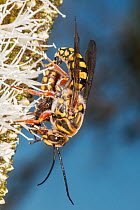Flower wasp (Catocheilus sp.) mating pair, feeding on Grass tree (Xanthorrhoea preissii) flower spike, the winged male is feeding regurgitated nectar to the wingless female during copulation, Yanchep...