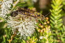 Flower wasps (Elidothynnus sp.) mating pair, with the winged male feeding on Melaleuca (Melaleuca sp.) flowers and the wingless female hanging curled on the male's abdomen waiting to be fed by th...