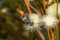 Flower wasp (Guerinius flaviventris) male, feeding on Eucalyptus (Eucalyptus sp.) flowers, Yalgorup National Park, Western Australia. (Tiphiidae)