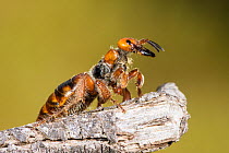 Flower wasp (Macrothynnus insignis) wingless female, waiting on a piece of wood to be picked up by a flying male, dispersing pheromones to advertise her readiness to mate, Wandoo National Park, Wester...