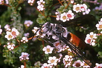 Flower wasp (Guerinius flaviventris) male, feeding on Waxflower (Chamelaucium sp.) flowers, Kennedy Range National Park, Western Australia. (Tiphiidae)