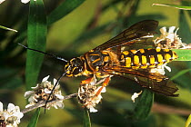 Flower wasp (Campylothynnus assimilis) winged male feeding on Peppermint willow (Agonis flexuosa) flowers, Warren River National Park, South West Region, Western Australia. (Tiphiidae)