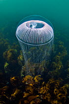 Crystal jellyfish (Aequorea sp.) floating above a forest of Kelp (Laminaria hyperborea), Island of Coll, Inner Hebrides, Scotland, UK, Atlantic Ocean.