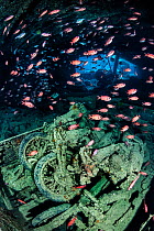 School of Red Sea soldierfish (Myripristis murdjan) swimming around three British World War II Norton motorbikes in the back of a Fordson WOT3 truck in the Thistlegorm shipwreck, Sha'ab Ali, Sina...