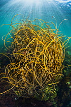 Spaghetti seaweed (Himanthalia elongata) in a tangled mass, growing in sunlight in shallow water, Talland Bay, Cornwall, England, UK, Englaish Channel.