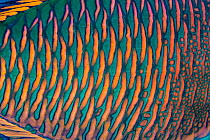 Bicolor parrotfish (Cetoscarus bicolor) male, scales detail, Sharm El Sheikh, Sinai, Egypt, Red Sea.