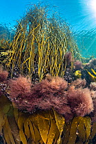 Spaghetti seaweed (Himanthalia elongata) growing above Red seaweed (Ceramium sp.) and Kelp (Laminaria hyperborea) in shallow water, Talland Bay, Cornwall, England, UK, English Channel.