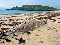Minke whale (Balaenoptera acutorostrata) carcass washed up on beach, Island of Coll, Inner Hebrides, Scotland, UK, Atlantic Ocean. July.
