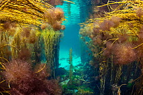 Seaweed forest with Red pom-pom seaweed (Ceramium sp.) and Spaghetti seaweed (Himanthalia elongata), Island of Coll, Inner Hebrides, Scotland, UK, Atlantic Ocean.