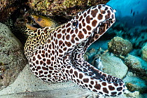 Honeycomb moray (Gymnothorax favagineus) with mouth open, emerging from a coral reef, with Undulated moray eel (Gymnothorax undulatus) behind, North Male Atoll, Maldives, Indian Ocean.