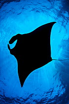 Oceanic manta ray (Mobula birostris) silhouetted, swimming near the surface, Revillagigedo Islands, Mexico, Pacific Ocean.