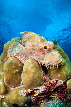 Papuan scorpionfish (Scorpaenopsis papuensis) resting on hard coral (Porites sp.) on the reef, Similan Islands, Thailand, Andaman Sea.