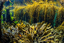 Serrated wrack (Fucus serratus) and Spaghetti seaweed (Himanthalia elongata) growing in abundance on seabed, Island of Coll, Inner Hebrides, Scotland, UK, Atlantic Ocean.