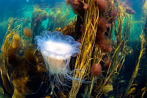 Blue lion's mane jellyfish (Cyanea lamarckii) drifting through a seaweed forest with Red pom-pom seaweed (Ceramium sp.) and Spaghetti seaweed (Himanthalia elongata), Island of Coll, Inner Hebride...