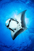 Oceanic manta ray (Mobula birostris) male, caught in sunlight swimming close to surface, Revillagigedo Islands, Mexico, Pacific Ocean.