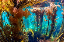 Pollack (Pollachius pollachius) juveniles, swimming amongst  Red pom-pom seaweeds (Ceramium sp.) and Spaghetti seaweed (Himanthalia elongata), Island of Coll, Inner Hebrides, Scotland, UK, Atlantic Oc...