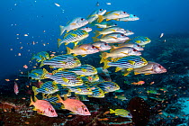Shoal of large reef fish including Onespot snapper (Lutjanus monostigma), Oriental sweetlips (Plectorhinchus vittatus) and Sabre squirrelfish (Sargocentron spiniferum) on a coral reef cleaning station...