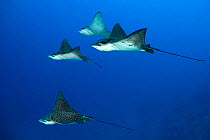 Four Spotted eagle rays (Aetobatus narinari) swimming above a coral reef, South Male Atoll, Maldives, Indian Ocean.