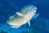 Bluebarred parrotfish (Scarus ghobban) with tail fin missing, portrait, Ras Mohammed National Park, Sinai, Egypt, Red Sea.