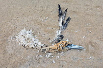 Northern gannet (Morus bassanus) carcass partly buried in the sand on a beach, likely victim of avian flu, Island of Coll, Inner Hebrides, Scotland, UK. July, 2022.