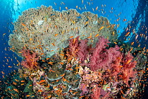 Large school of Scalefin anthias (Pseudanthias squamipinnis) swimming around soft corals (Dendronephthya sp.) and Table coral (Acropora sp.) on coral reef, Ras Mohammed National Park, Sinai, Egypt, Re...