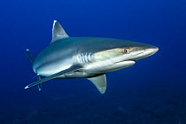 Silvertip shark (Carcharhinus albimarginatus) portrait, Revillagigedo Islands, Mexico, Pacific Ocean.