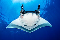 Oceanic manta ray (Mobula birostris) with cephalic fins curled as classic devil ray horns, Revillagigedo Islands, Mexico, Pacific Ocean.
