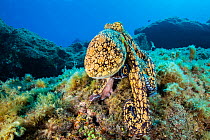Common octopus (Octopus vulgaris) camouflaged on the reef, Revillagigedo Islands, Mexico, Pacific Ocean.