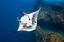 Oceanic manta ray (Mobula birostris) rolling over on its back as it is cleaned by Clarion angelfish (Holacanthus clarionensis), Revillagigedo Islands, Mexico, Pacific Ocean.