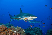 Galapagos shark (Carcharhinus galapagensis) swimming over the reef, Revillagigedo Islands, Mexico, Pacific Ocean.