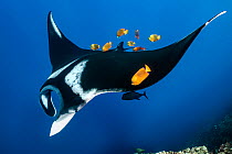 Group of Clarion angelfish (Holacanthus clarionensis) cleaning an Oceanic manta ray (Mobula birostris) as it swims over the reef, Revillagigedo Islands, Mexico, Pacific Ocean.