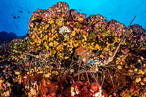 Group of Pronghorn spiny lobsters (Panulirus penicillatus) beneath an overhang in vertical rock face, Revillagigedo Islands, Mexico, Pacific Ocean.