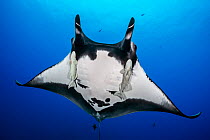 Oceanic manta ray (Mobula birostris) with cephalic fins curled as classic devil ray horns, accompanied by two Remoras (Remora remora), Revillagigedo Islands, Mexico, Pacific Ocean