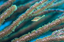 Slender filefish (Monacanthus tuckeri) hiding amongst the branches of a Sea rod soft coral (Alcyonacea), Grand Cayman, Cayman Islands, Caribbean Sea.