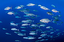 School of Yellow-spotted trevally (Carangoides orthogrammus) swimming in open water near a coral reef, Ras Mohammed National Park, Sinai, Egypt, Red Sea.