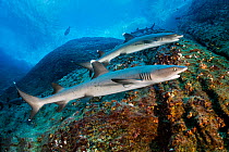 Two Whitetip reef sharks (Triaenodon obesus) swimming over a rocky dropoff, Revillagigedo Islands, Mexico, Pacific Ocean.
