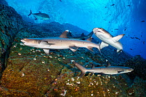 Three Whitetip reef sharks (Triaenodon obesus) swimming along a rocky dropoff with a Bluefin trevally (Caranx melampygus) swimming behind, Roca Partida, Revillagigedo Islands, Mexico, Pacific Ocean.