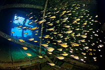 School of Yellowtail sweepers (Pempheris schwenkii) inside the engine room of the Giannis D shipwreck, Abu Nuhas reef, Egypt, Gulf of Suez, Red Sea.