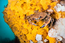 Velvet swimming crab (Necora puber) crawling across a bright yellow Breadcrumb sponge (Halichondria panicea) on the wreck of the Rosalie, Weybourne, Norfolk, England, UK, North Sea.