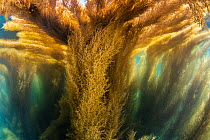 Wireweed (Sargassum muticum) dense stand growing up and across the surface of the sea, Looe, Cornwall, England, UK, English Channel.