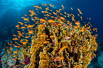 School of Scalefin anthias (Pseudanthias squamipinnis) females, swimming around Fire coral (Millepora dichotoma) feeding on plankton brought to the reef by currents, Ras Mohammed National Park, Sinai,...