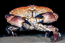 Edible crab (Cancer pagurus) marching across the seabed at night, Falmouth, Cornwall, England, UK, Atlantic Ocean.