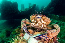 Velvet swimming crab (Necora puber) male, in defensive posture, with wreck of the Rosalie in background, Weybourne, Norfolk, England, UK, North Sea.