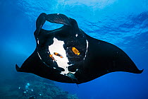 Oceanic manta ray (Mobula birostris) being cleaned by three Clarion angelfish (Holacanthus clarionensis), Socorro Island, Revillagigedo Islands, Mexico, Pacific Ocean.