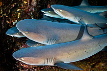Six Whitetip reef sharks (Triaenodon obesus) resting together on a ledge, Revillagigedo Islands, Mexico, Pacific Ocean.