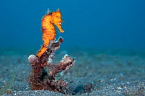 Common seahorse (Hippocampus kuda) female, gripping onto sponge on seabed with her prehensile tail, Bitung, North Sulawesi, Indonesia, Molucca Sea.