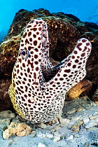 Honeycomb moray (Gymnothorax favagineus) emerging from coral reef with mouth open, North Male Atoll, Maldives, Indian Ocean.