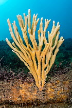 Mermaid's glove sponge (Haliclona oculata) growing on the wreck of the Rosalie, Weybourne, North Norfolk, England, United Kingdom, North Sea.