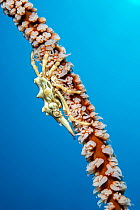 Xeno crab (Xenocarcinus tuberculatus) on a Wire coral (Cirrhipathes sp.), Bitung, North Sulawesi, Indonesia, Molucca Sea.